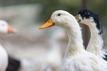 White goose on the farm. Close up.