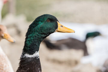 Portrait of a duck close-up.
