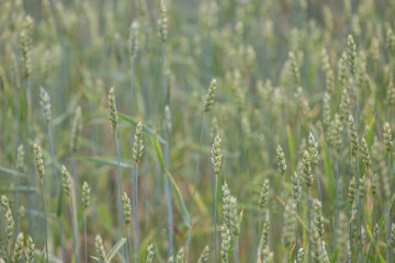 Green ears of wheat in the field. Cereal plants.