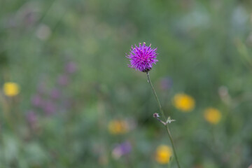 Centaurea scabiosa or greater knapweed.