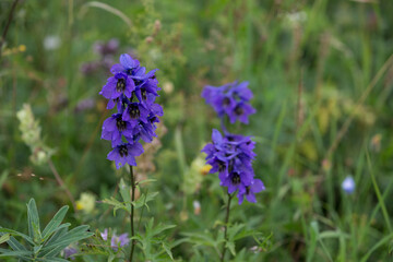Obraz premium Field flower Delphinium. Beautiful flowers.