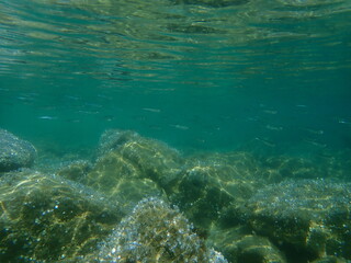Fototapeta na wymiar Big-scale sand smelt (Atherina boyeri) undersea, Aegean Sea, Greece, Halkidiki