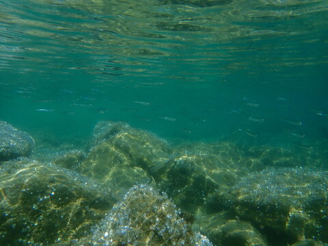 Big-scale sand smelt (Atherina boyeri) undersea, Aegean Sea, Greece, Halkidiki