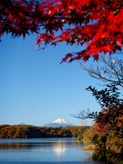 Mt.Fuji Autumn Leaves