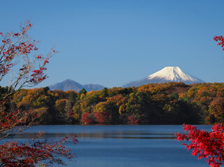 Mt.Fuji Autumn Leaves maple