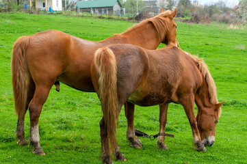 wild horse on a large meadow with beautiful scenery of blue sky and quiet at sunrise