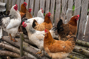 Domestic chickens in the fresh air. Rural circumstances.