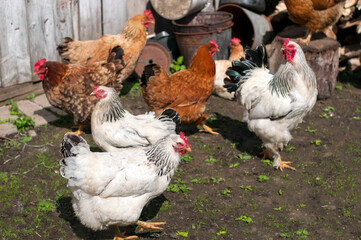 Domestic chickens in the fresh air. Rural circumstances.