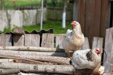 Domestic chickens in the fresh air. Rural circumstances.