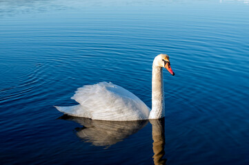 A white majestic swan floats in front of a wave of water. Young swan in the middle of the water. Drops on a wet head.