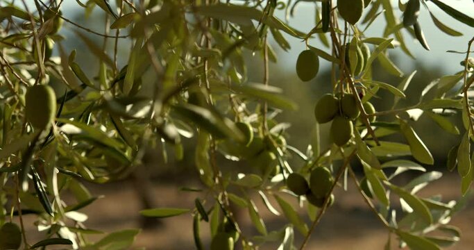 Olives ripen on the branch of the olive tree under the morning sun - 4K