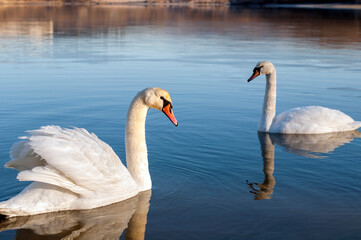 white swans group on the lake swim well under the bright sun