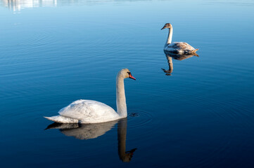 white swans group on the lake swim well under the bright sun