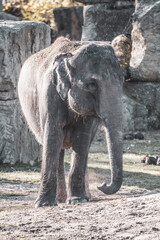 Fototapeta premium Indian elephant in the zoo