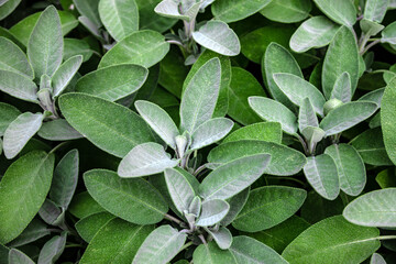 Sage in garden