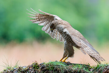 Northern goshawk (accipiter gentilis) searching for food in the forest of Noord Brabant in the...