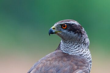 Northern goshawk (accipiter gentilis) searching for food in the forest of Noord Brabant in the Netherlands