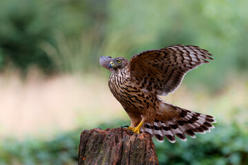 Juvenile Northern Goshawk searching for food in the forest of Noord Brabant in the Netherlands
