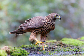 Juvenile Northern Goshawk searching for food in the forest of Noord Brabant in the Netherlands