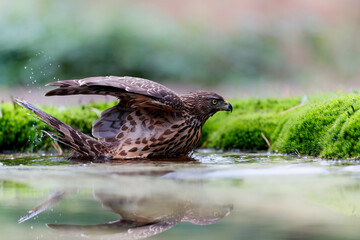 Juvenile Northern Goshawk taking a bath in a pond in the forest in the Netherlands