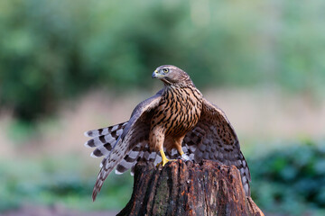 Juvenile Northern Goshawk searching for food in the forest of Noord Brabant in the Netherlands