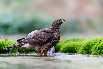 Juvenile Northern Goshawk taking a bath in a pond in the forest in the Netherlands