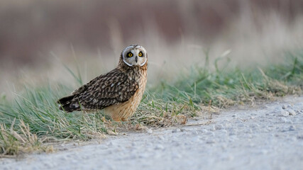 A Short-Eared Owl Sits on the Side of a Road at Dusk in Missouri