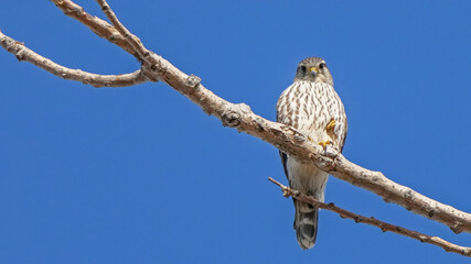 A Merlin Perches on a Branch With One Foot