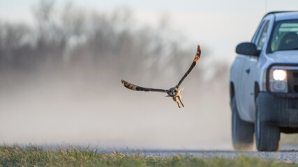A Short-Eared Owl Flees an Oncoming Truck at Dusk