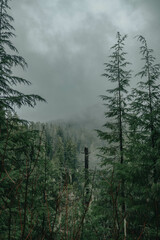 fog in the mountains