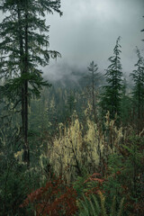 fog in the mountains