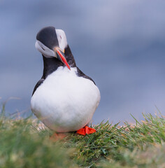 atlantic puffin  