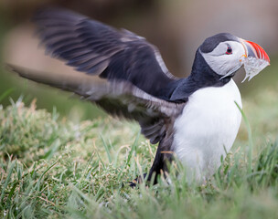 atlantic puffin with fish