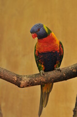 rainbow lorikeet parrot