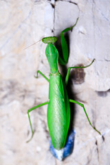 A pregnant mantis is laying eggs
