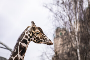 giraffe in zoo