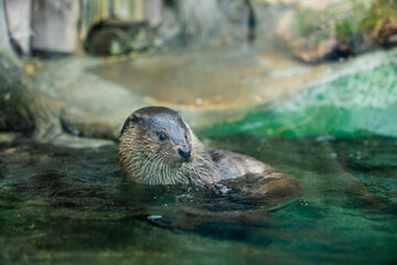 otter on the water