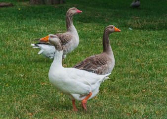 Obraz premium Geese walking in a meadow