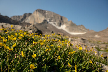 Fototapeta premium Yellow Flowers Bloom With Longs Peak In The Distance