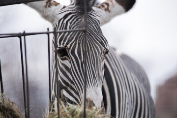 zebra in zoo