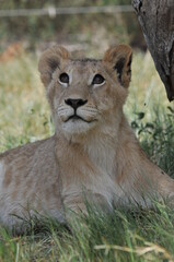 lion in the grass