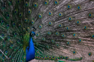 Fotobehang peacock with feathers out © Anastasia