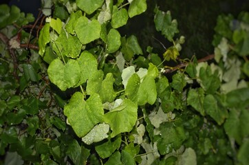 grape leaves wet with raindrops