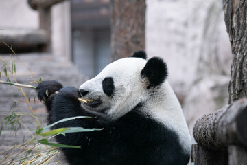giant panda bear