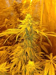 Cannabis Weed Yellow Light Lighting Indoors Growing Malta News 