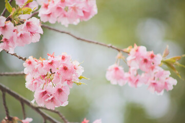 Fototapeta na wymiar 初春の光を浴びる河津桜 