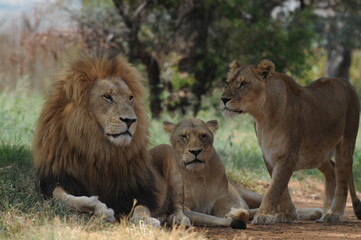 Lion and lioness. Johannesburg, South Africa