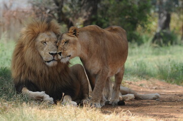 Lion and lioness. Johannesburg, South Africa
