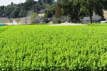 開花前の菜の花畑	