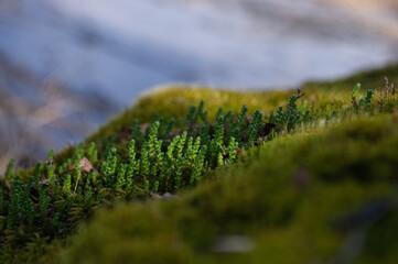 green moss on the ground